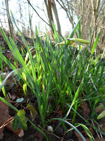 Narcissus pseudonarcissus ssp. pseudonarcissus